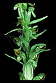 01165-00021-Tall Northern Bog Orchid, Northern Green Orchid, Habernaria hype.jpg