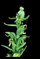01165-00022-Tall Northern Bog Orchid, Northern Green Orchid, Habernaria hype.jpg