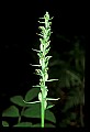 01165-00023-Tall Northern Bog Orchid, Northern Green Orchid, Habernaria hype.jpg
