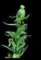 01165-00024-Tall Northern Bog Orchid, Northern Green Orchid, Habernaria hype.jpg
