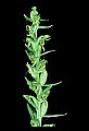 01165-00025-Tall Northern Bog Orchid, Northern Green Orchid, Habernaria hype.jpg