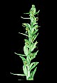 01165-00026-Tall Northern Bog Orchid, Northern Green Orchid, Habernaria hype.jpg