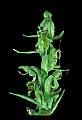 01165-00027-Tall Northern Bog Orchid, Northern Green Orchid, Habernaria hype.jpg