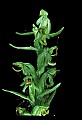 01165-00028-Tall Northern Bog Orchid, Northern Green Orchid, Habernaria hype.jpg