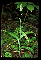 01165-00029-Tall Northern Bog Orchid, Northern Green Orchid, Habernaria hype.jpg