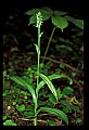 01165-00030-Tall Northern Bog Orchid, Northern Green Orchid, Habernaria hype.jpg