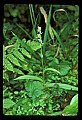 01165-00031-Tall Northern Bog Orchid, Northern Green Orchid, Habernaria hype.jpg