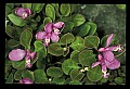 01170-00001-Fringed Polygala, Gaywings, Polygala paucifolia.jpg