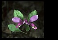 01170-00002-Fringed Polygala, Gaywings, Polygala paucifolia.jpg