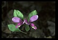 01170-00003-Fringed Polygala, Gaywings, Polygala paucifolia.jpg