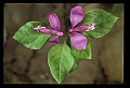 01170-00004-Fringed Polygala, Gaywings, Polygala paucifolia.jpg