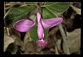 01170-00005-Fringed Polygala, Gaywings, Polygala paucifolia.jpg