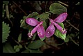 01170-00006-Fringed Polygala, Gaywings, Polygala paucifolia.jpg