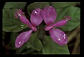 01170-00007-Fringed Polygala, Gaywings, Polygala paucifolia.jpg
