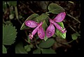 01170-00009-Fringed Polygala, Gaywings, Polygala paucifolia.jpg