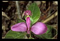 01170-00010-Fringed Polygala, Gaywings, Polygala paucifolia.jpg