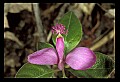 01170-00011-Fringed Polygala, Gaywings, Polygala paucifolia.jpg