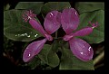 01170-00012-Fringed Polygala, Gaywings, Polygala paucifolia.jpg