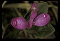 01170-00013-Fringed Polygala, Gaywings, Polygala paucifolia.jpg