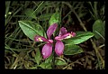 01170-00014-Fringed Polygala, Gaywings, Polygala paucifolia.jpg