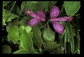 01170-00015-Fringed Polygala, Gaywings, Polygala paucifolia.jpg