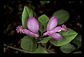 01170-00016-Fringed Polygala, Gaywings, Polygala paucifolia.jpg