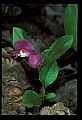 01170-00018-Fringed Polygala, Gaywings, Polygala paucifolia.jpg