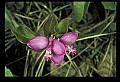 01170-00019-Fringed Polygala, Gaywings, Polygala paucifolia.jpg