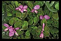 01170-00020-Fringed Polygala, Gaywings, Polygala paucifolia.jpg