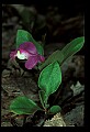 01170-00021-Fringed Polygala, Gaywings, Polygala paucifolia.jpg