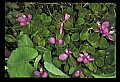 01170-00022-Fringed Polygala, Gaywings, Polygala paucifolia.jpg