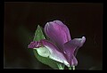01170-00023-Fringed Polygala, Gaywings, Polygala paucifolia.jpg