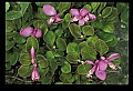 01170-00024-Fringed Polygala, Gaywings, Polygala paucifolia.jpg