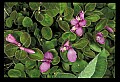 01170-00025-Fringed Polygala, Gaywings, Polygala paucifolia.jpg