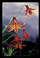 01015-00001-Orange Flowers-Canada Lily.jpg