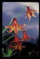 01015-00002-Orange Flowers-Canada Lily.jpg