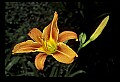 01015-00006-Orange Flowers-Daylily.jpg