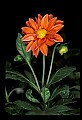01015-00008-Orange Flowers-Dahlia.jpg