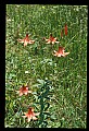 01015-00009-Orange Flowers-Canada Lily.jpg