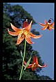 01015-00010-Orange Flowers-Canada Lily.jpg