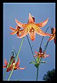 01015-00012-Orange Flowers-Canada Lily.jpg