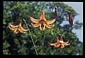 01015-00015-Orange Flowers-Canada Lily.jpg