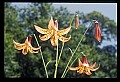 01015-00016-Orange Flowers-Canada Lily.jpg