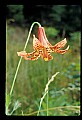 01015-00022-Orange Flowers-Canada Lily.jpg