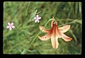 01015-00023-Orange Flowers-Canada Lily.jpg