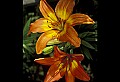 01015-00026-Orange Flowers-lily.jpg