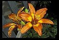 01015-00028-Orange Flowers.jpg