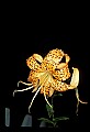 01015-00044-Orange Flowers-Tiger lily.jpg