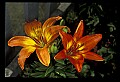 01015-00048-Orange Flowers-Lily.jpg
