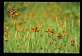 01015-00051-Orange Flowers-Orange Hawkweed.jpg